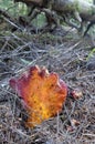 Lobster Mushroom Hypomyces lactifluorum surrounded by fir tree needles