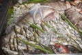 Various fresh seafood and fishes in fish market Royalty Free Stock Photo