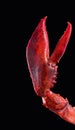 Lobster pincer Royalty Free Stock Photo