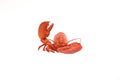Lobster say hello Royalty Free Stock Photo