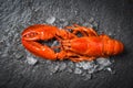 Lobster seafood shrimp prawn with ice dark backgroud top view Royalty Free Stock Photo