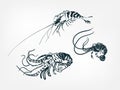 Lobster shrimp set collection japanese chinese oriental vector ink style design elements illustration