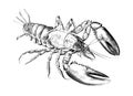 Lobster sketch hand drawn engraving style Underwater animals