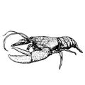 Lobster sketch