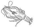 Lobster sketch. Seafood icon. Underwater fauna symbol