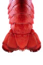 Lobster Tail - Backlit
