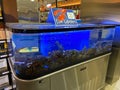 Lobster Tank at the Fish Market at Wegmans Grocery Store in Washington DC