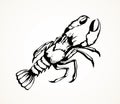 Lobster. Vector drawing Royalty Free Stock Photo