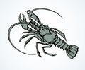 Lobster. Vector drawing