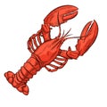 Lobster vector illustration. Vintage hand drawn seafood sketch. Perfect design for menu, restaurant, card, posters