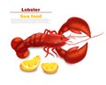 Lobster Vector realistic isolated. Fresh Detailed seafood 3d illustrations