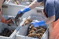 Lobstermen sorting just caught live lobsters on their boat in Ma Royalty Free Stock Photo