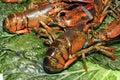 Lobsters Royalty Free Stock Photo