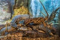 Lobsters in the aquarium in the restaurant Royalty Free Stock Photo