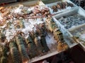 Lobsters, crabs, shrimp on the counter shop.