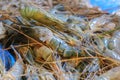 Lobsters or prawns close shot in the market for sell Royalty Free Stock Photo