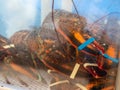 Lobsters prisoned and restrained in crowded tank in seafood restaurant waiting to be cooked and served