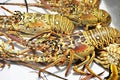 Lobsters in San Pedro, Belize Royalty Free Stock Photo