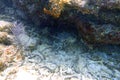 Lobsters sitting under a rock reef
