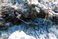 Lobsters sitting under a rock reef