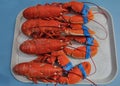 Lobsters on a tray Royalty Free Stock Photo