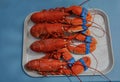 Lobsters on a tray Royalty Free Stock Photo