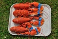 Lobsters on a tray Royalty Free Stock Photo
