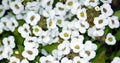 Lobularia flowers - Seaside lawn maker Royalty Free Stock Photo