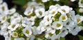 Lobularia flowers - Seaside lawn maker Royalty Free Stock Photo