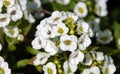 Lobularia flowers - Seaside lawn maker Royalty Free Stock Photo