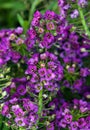 Lobularia flowers - Seaside lawn Royalty Free Stock Photo