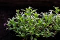 Lobularia maritima or Alyssum maritimum plant with white flower. Flower seedlings, flowers in a pot Royalty Free Stock Photo