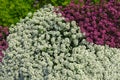 Lobularia maritima, commonly called sweet alyssum.