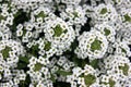 Lobularia maritima, Sweet alyssum Royalty Free Stock Photo