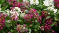 Lobularia maritima Sweet Alyssum Royal Carpet flowers in summer garden Royalty Free Stock Photo