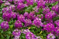 Lobularia maritima Sweet Alyssum Royal Carpet flowers in summer garden. Sweet alison pretty flowers bed blooming Royalty Free Stock Photo