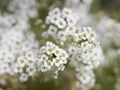 Lobularia maritima - Sweet Alyssum - Snowdrift - Royalty Free Stock Photo