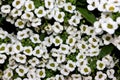 Lobularia maritima, Sweet alyssum, Sweet alison Royalty Free Stock Photo