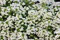 Lobularia maritima, Sweet alyssum, Sweet alison Royalty Free Stock Photo