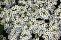 Lobularia maritima, Sweet alyssum, Sweet alison Royalty Free Stock Photo