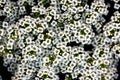 Lobularia maritima, Sweet alyssum, Sweet alison Royalty Free Stock Photo