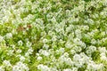 Lobularia maritima Royalty Free Stock Photo