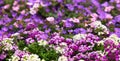 Lobularia maritima white and purple flowering plant of Brassicaceae. Sweet alyssum or sweet alison Royalty Free Stock Photo