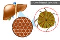 Lobules of liver, or hepatic lobules. Liver structure