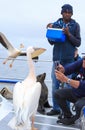 A local African Guide on a boat feeding wild pelicans and a seal