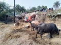 Rural area of Indian village with animals, trees, houses and some peoples