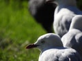 Edwards Lake Birdy Royalty Free Stock Photo