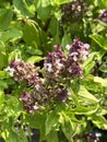 Local Basil with tiny flower and nice smell leafs which be used in many kind of Thai food Royalty Free Stock Photo