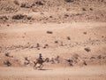 Local bedouin guide riding a camel in the desert of Petra, Jordan Royalty Free Stock Photo