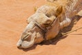 Local Bedouin`s Camel in the desert Wadi Rum, Jordan, Middle East Royalty Free Stock Photo